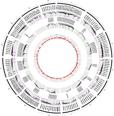 Genome‐wide Distribution Of Mir Genes And Phas Loci In Flax