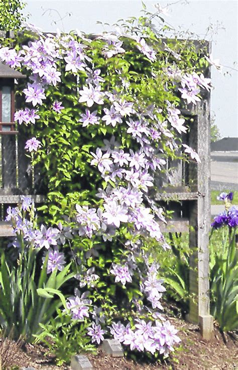 How to succeed with Clematis vines - Wilmington News Journal