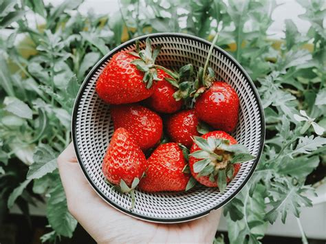 Why strawberries are popular in Japan - Ichigo No Hi - Elle of a Kind