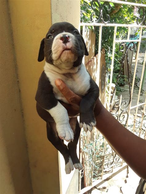 Pitbull Bulldog Puppies for sale in Sta Andrew Kingston St Andrew - Dogs