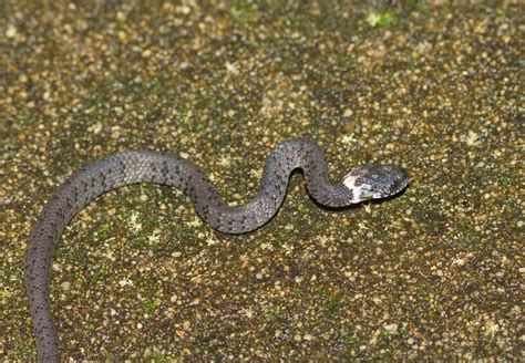 Mountain Slug Snake From Huai Khrai Mae Sai District Chiang Rai