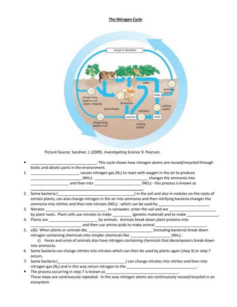 Nitrogen Cycle Worksheet Answer Key