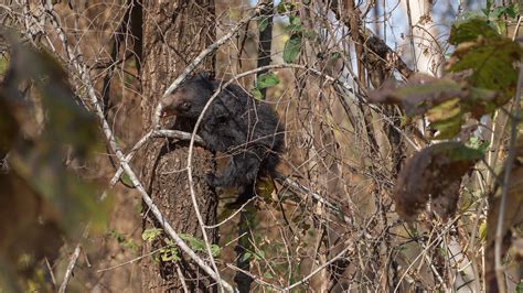 Wildlife - Satpura Tiger Reserve on Behance