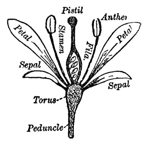 Parts Of A Flower Clipart Etc