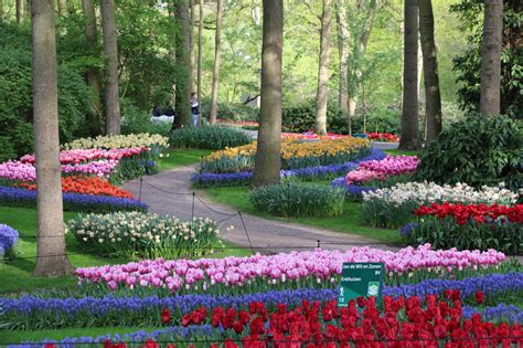 Tulip fields Archives - Tulip Festival Amsterdam