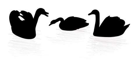 Swans Floating Silhouettes Design 12954687 Vector Art At Vecteezy