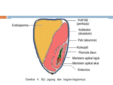 Struktur Biji Benih Jagung Pdf Budidaya Jagung Dengan Populasi Tinggi