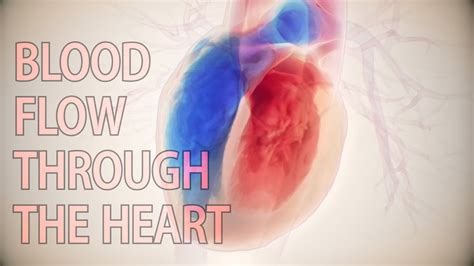blood flow   heart cardiology animation cardiac hemodynamics