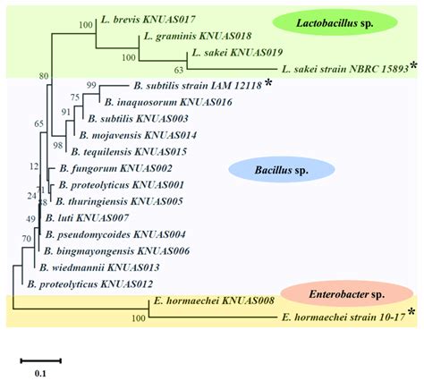 Phylogenetic Relationship Of 16S RRNA Gene Sequences Of Lactobacillus