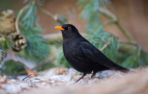 Amsel NABU Vogeltrainer