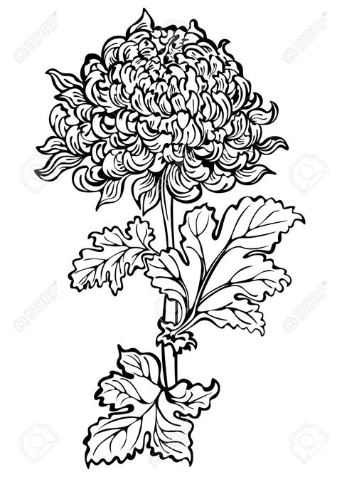 chrysanthemum clip art black white 20 free Cliparts | Download images ...