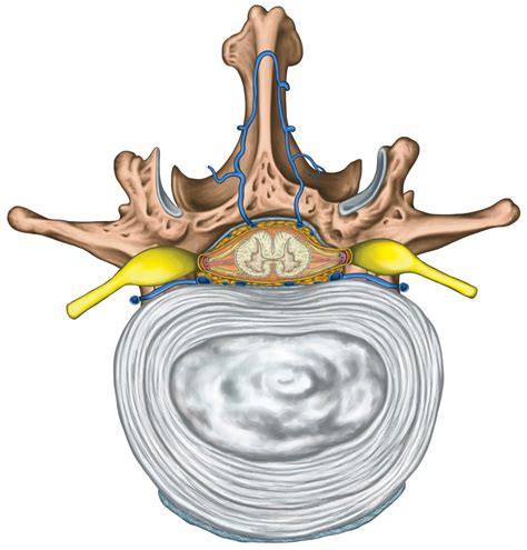 Spine Anatomy And The Effects Of Spinal Degeneration Disease