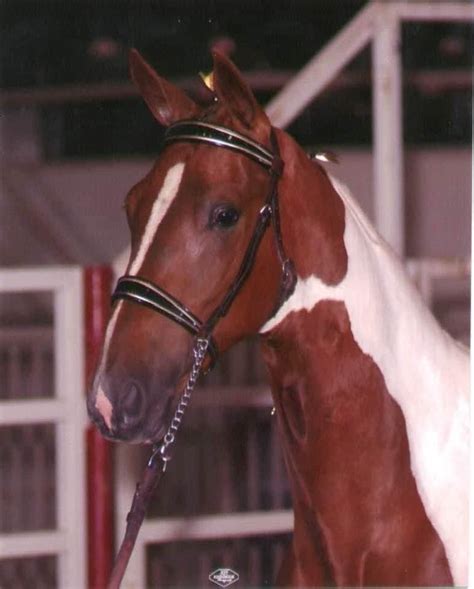 Horse In Wichita Police Department Mounted Unit Dies