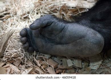 758 Gorilla feet Images, Stock Photos & Vectors | Shutterstock