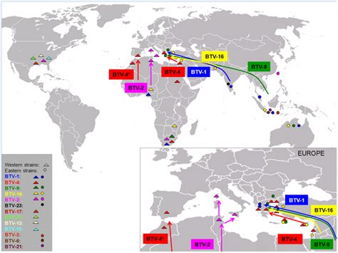 Bluetongue – Exploring Microbial Diseases