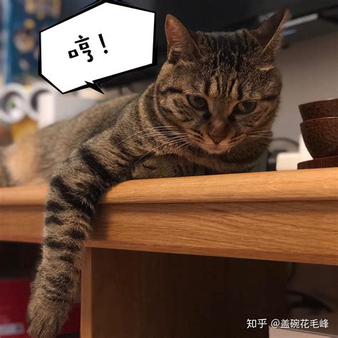 狸花猫可以当成宠物养吗？ 知乎