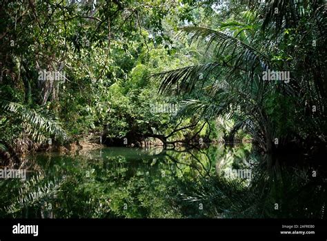 Ujung kulon national park rhino hi-res stock photography and images - Alamy