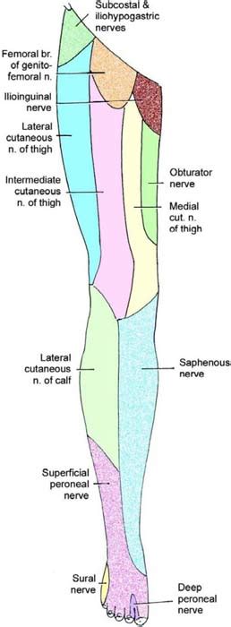 Lower Extremity Cutaneous Innervation