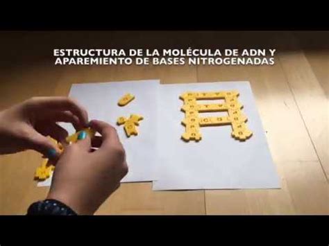 Explicaci N De La Estructura Del Adn Y Apareamiento De Las Bases