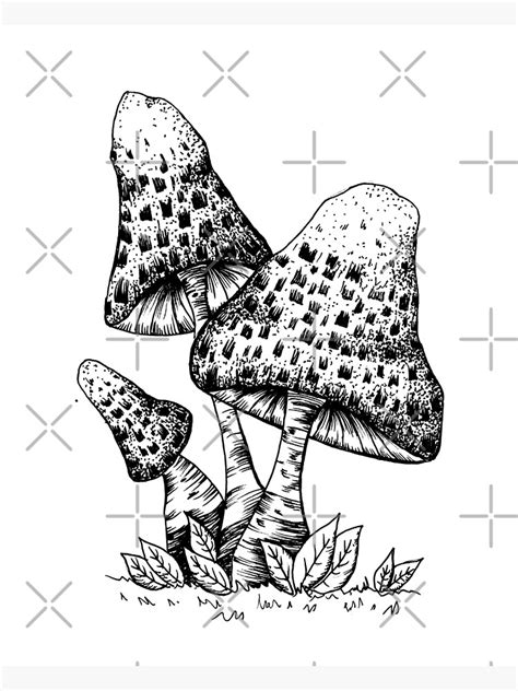 Shaggy Mane Mushroom Ink Drawing Black And White Illustration Poster