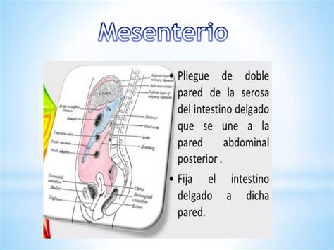 Topografia Abdominal Y Anatomia De Peritoneo PPT