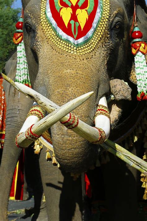 close   ivory tusk  asian elephant stock image image  head