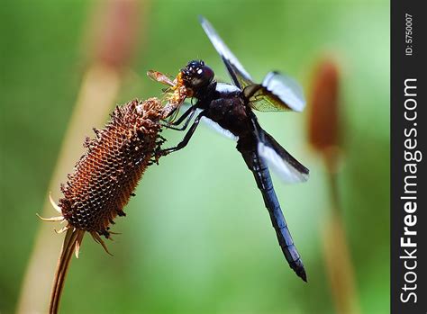 Do Dragonflies Eat Wasps And Hornets At Elisa Strand Blog