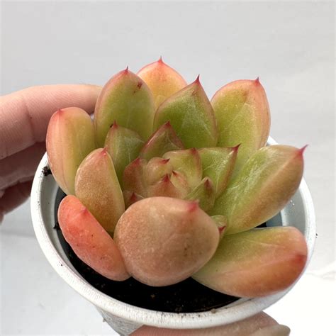 Echeveria Apricot 40 Dk Succulents Korea Rare Korean Succulents