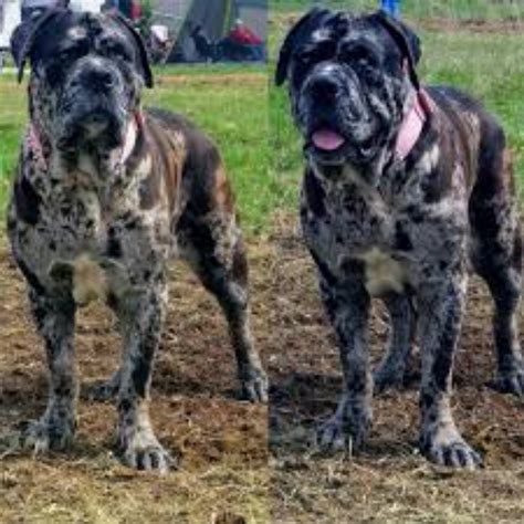 English Mastiff vs American Mastiff - Breed Comparison