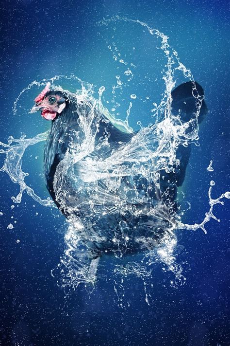 Download Chicken Water Nature Royalty-Free Stock Illustration Image ...