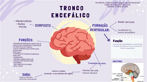 Mapa Mental Sobre Tronco Encef Lico Sistema Nervoso The Best Porn Website