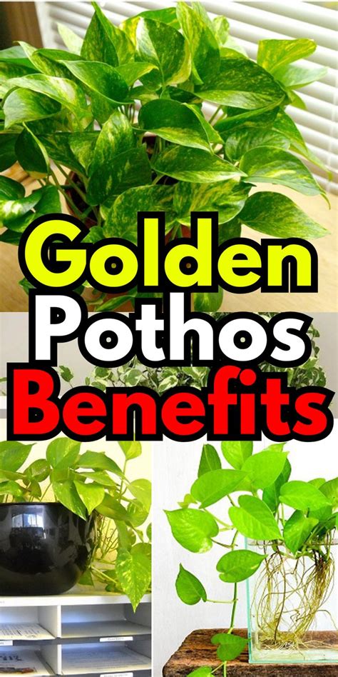 Golden Pothos Benefits Why Should You Keep Them In 2023 Pothos Plant Care Golden Pothos