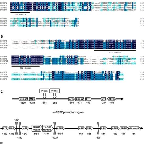 Multiple Sequence Alignment Analysis Of Ahvcbf And Bhvcbf With