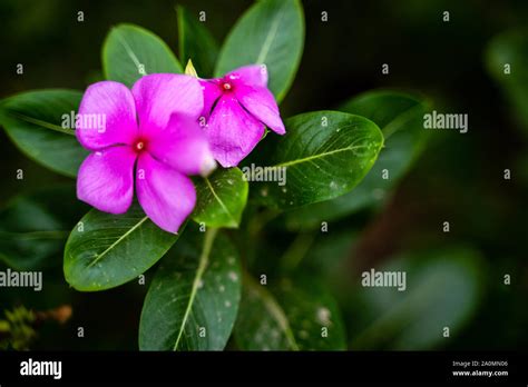 Catharanthus Roseus Commonly Known As The Madagascar Periwinkle Or