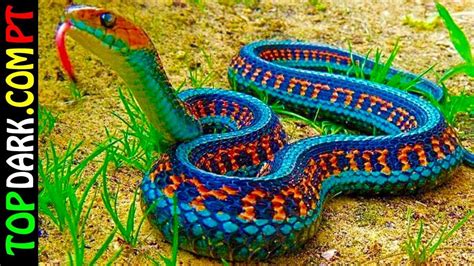 Cobras Mais Bonitas Do Mundo Most Beautiful Snakes Garter Snake