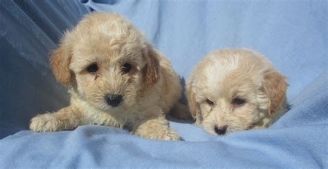 Bichon Poo Puppy Breeder - Washington, DC | Windsor Oak Farm