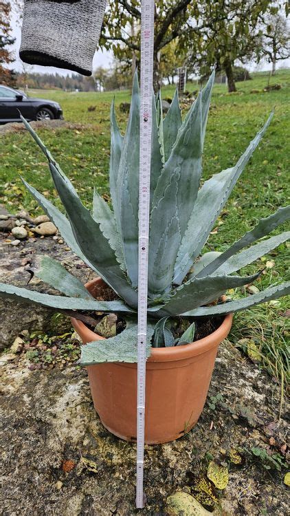 Alte Grosse Agave Kaufen Auf Ricardo