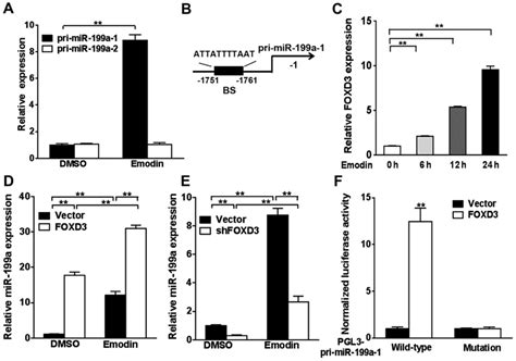 Emodin Inhibits Tgf β2 By Activating The Foxd3mir‑199a Axis In Ovarian