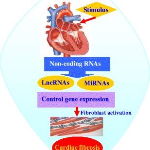 Noncoding Rnas Play A Key Role In The Development Of Cardiac Fibrosis