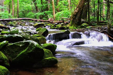 Endemic species and sensitive environments of Southern Appalachia – Southern Appalachian Man and ...