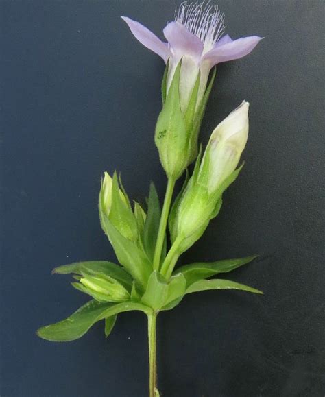 Pflanzenbilder Gerhard Nitter