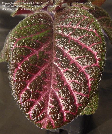 Plantfiles Pictures Episcia Flame Violet Kee Wee Episcia By