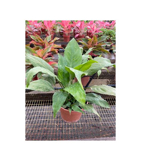 Buy Spathiphyllum Wallisii Peace Lily Guan Lee Heng Landscaping Pte Ltd