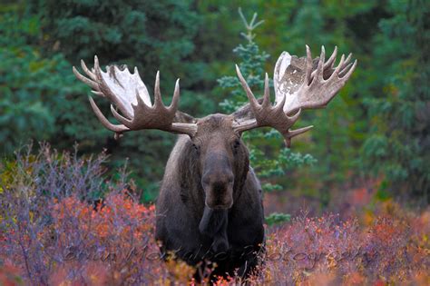 Brian Montalbo Photography Alaska Animals Huge Bull Moose Denali