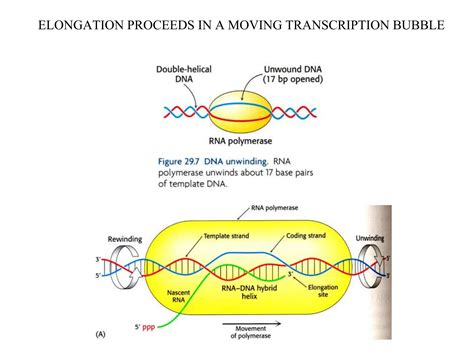 Prokaryotic Transcription Presentation.pptx 