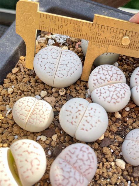 Lithops Dinteranthus Vanzylii Rare Succulent Live Plants Etsy