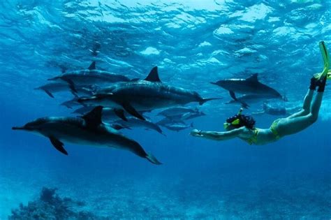 Mnemba Snorkeling Dolphin And Baraka Natural Aquarium Spotting Rare