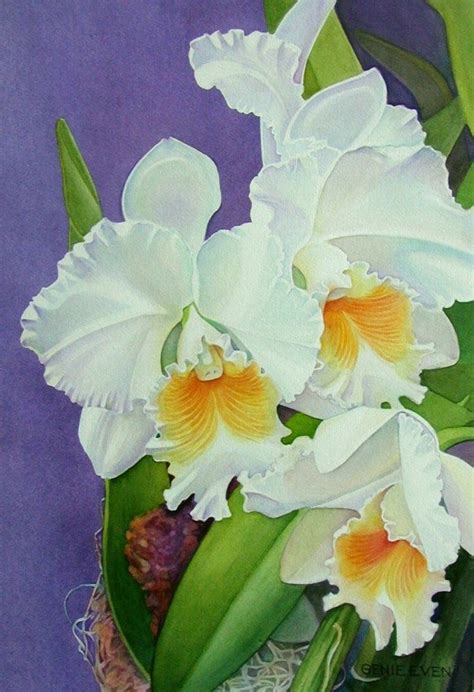 Pin by Rocío Téllez on FLORES Exotic flowers Beautiful orchids