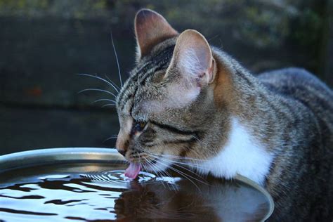 C Mo Estimular A Tu Gato A Beber Agua Hospital Veterinario En