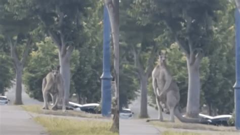 Viral Video Shows 9-Foot-Tall Kangaroo Chilling At Roadside In ...